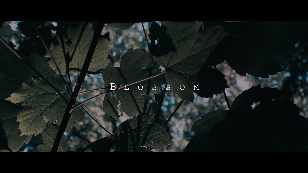 AK - Blossom