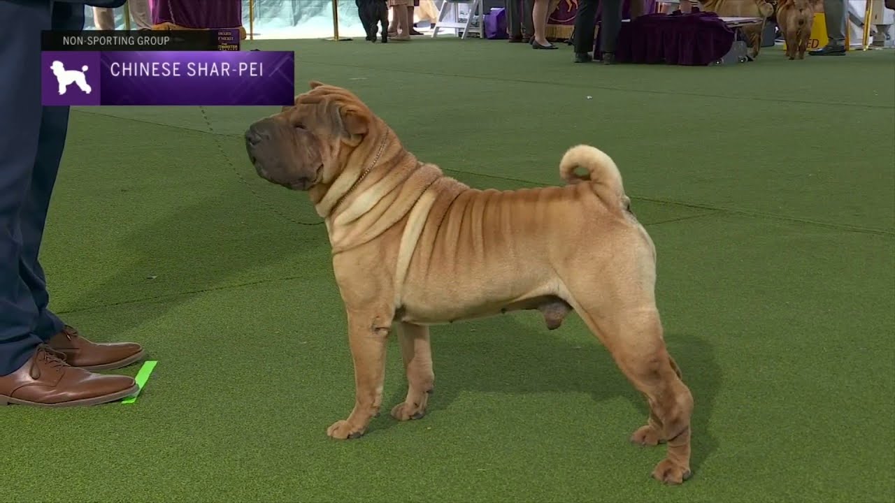Chinese Shar-Pei | Breed Judging 2023
