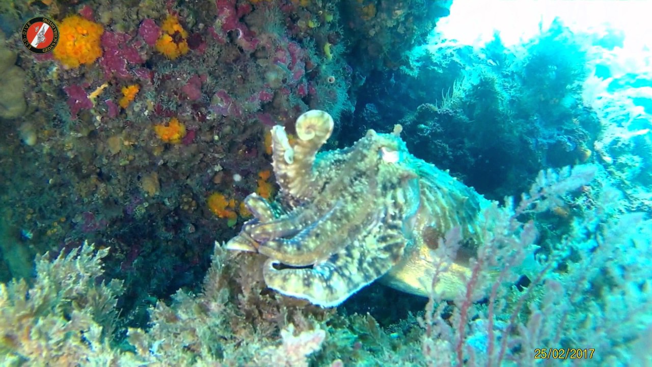Inmersion Marina del Este (La Herradura) 25 02 2017 Ecodive