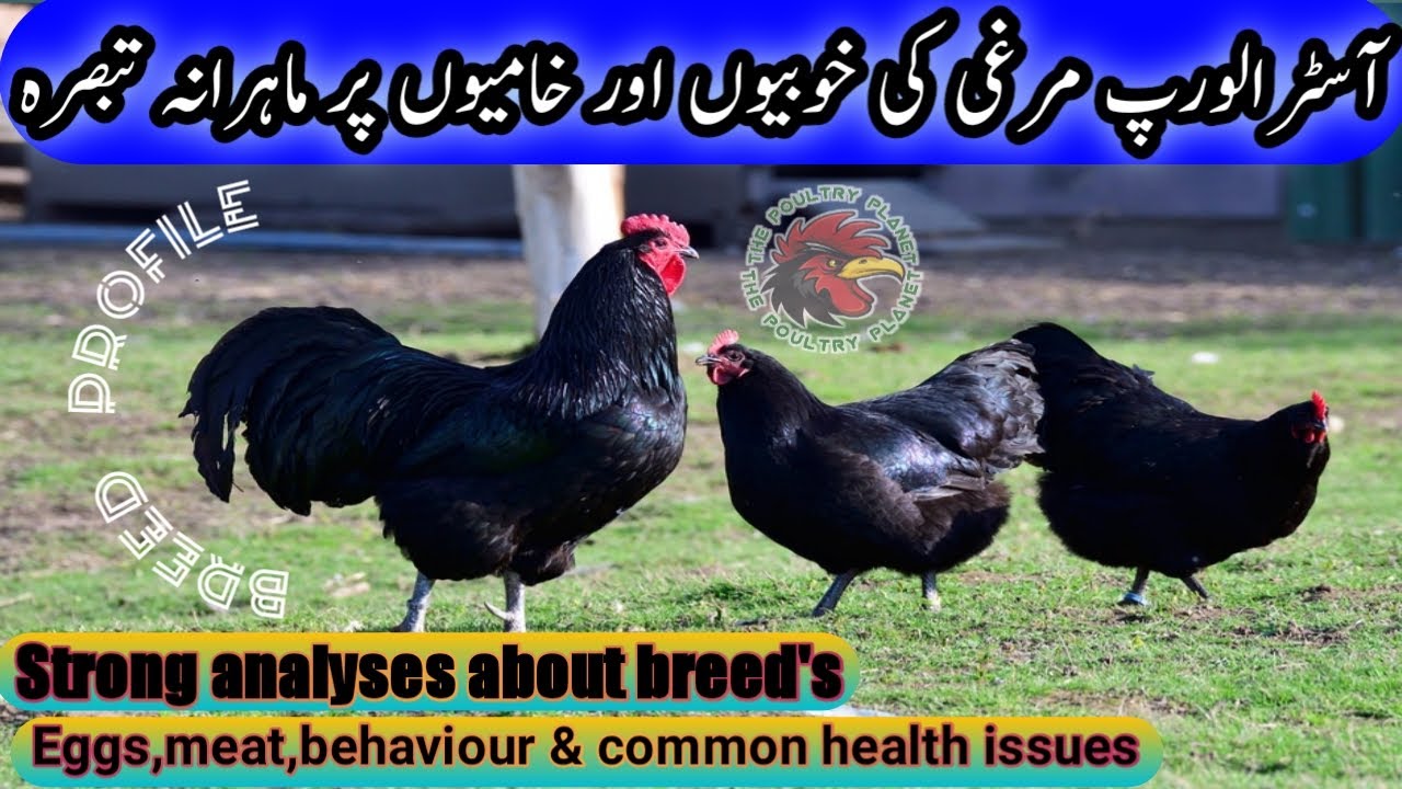 Black Australorp Chicken, Breed Profile with benefits and drawbacks Of the Breed UrduHindi.آسٹرالورپ