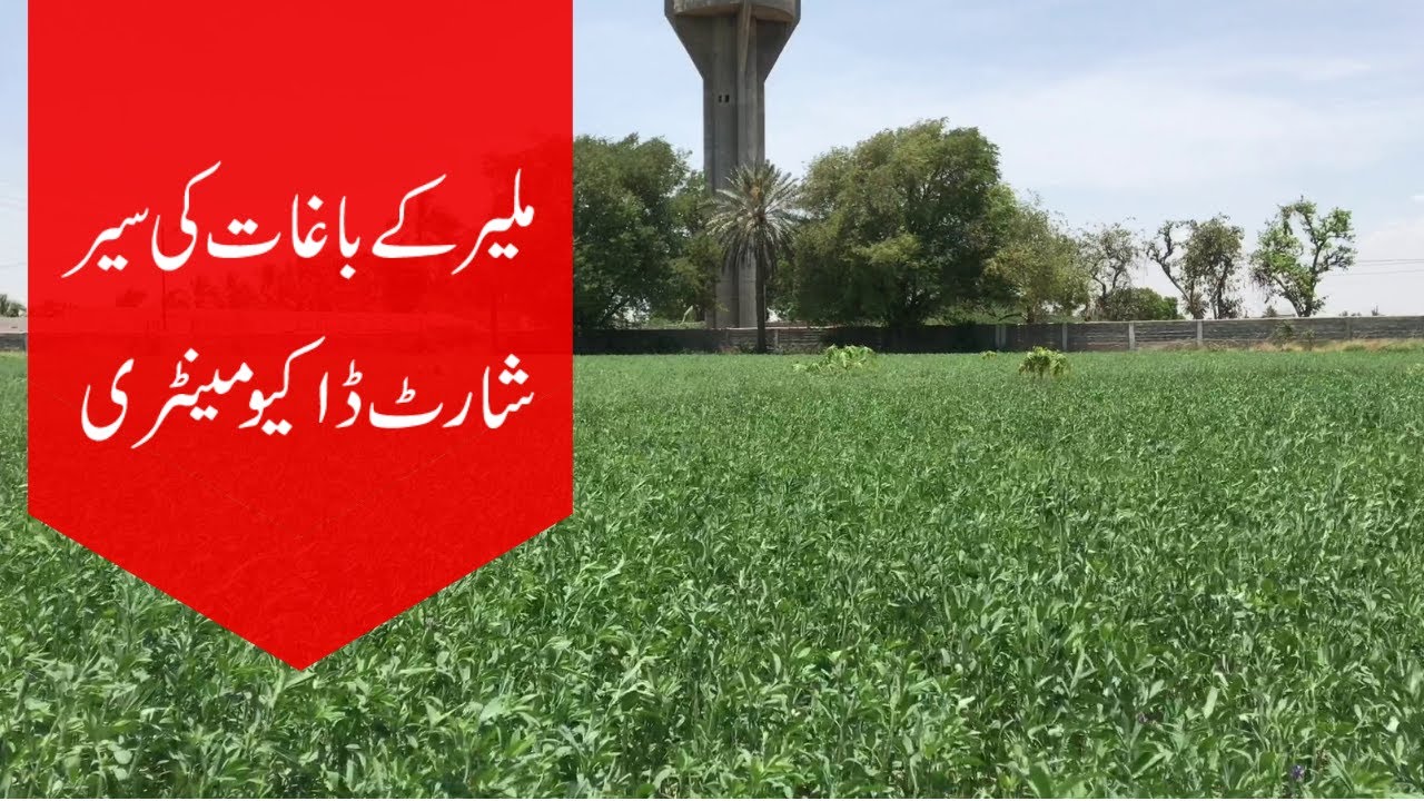 Malir baghat dcumentry