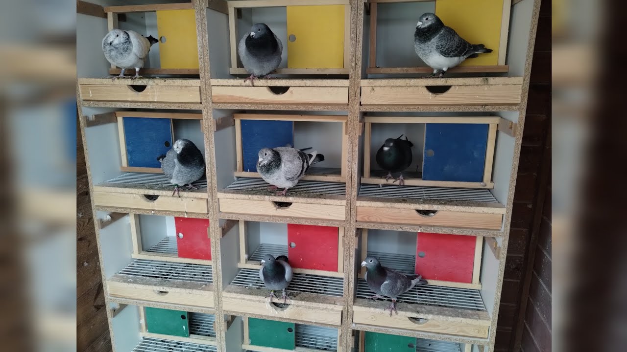 S:3 E:2: How I paired my pigeons ❓ BREEDING - Part Two 🔥🕊️‼️