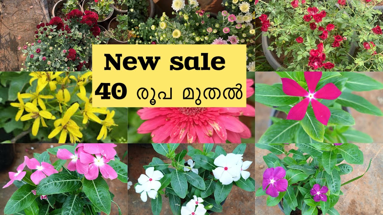 30. രൂപ മുതൽ plants /7025513603 #dreamgarden  new sale #gardening  #plants # viral plants #jamanthi