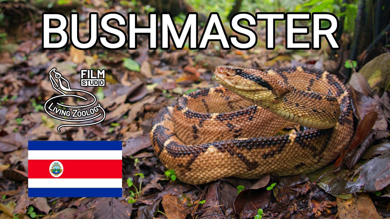 Central American bushmaster, deadly pit viper, one of the longest venomous snakes, Costa Rica
