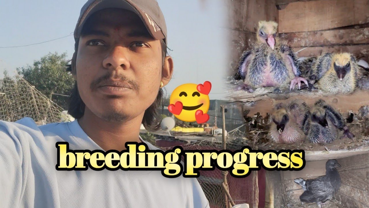 🥶Winter Season Ki Pahli 🕊️Pigeon Breeding Progress || Mere Ghar Ke Sare Kabootar ke Baccho Ka Shok🤩
