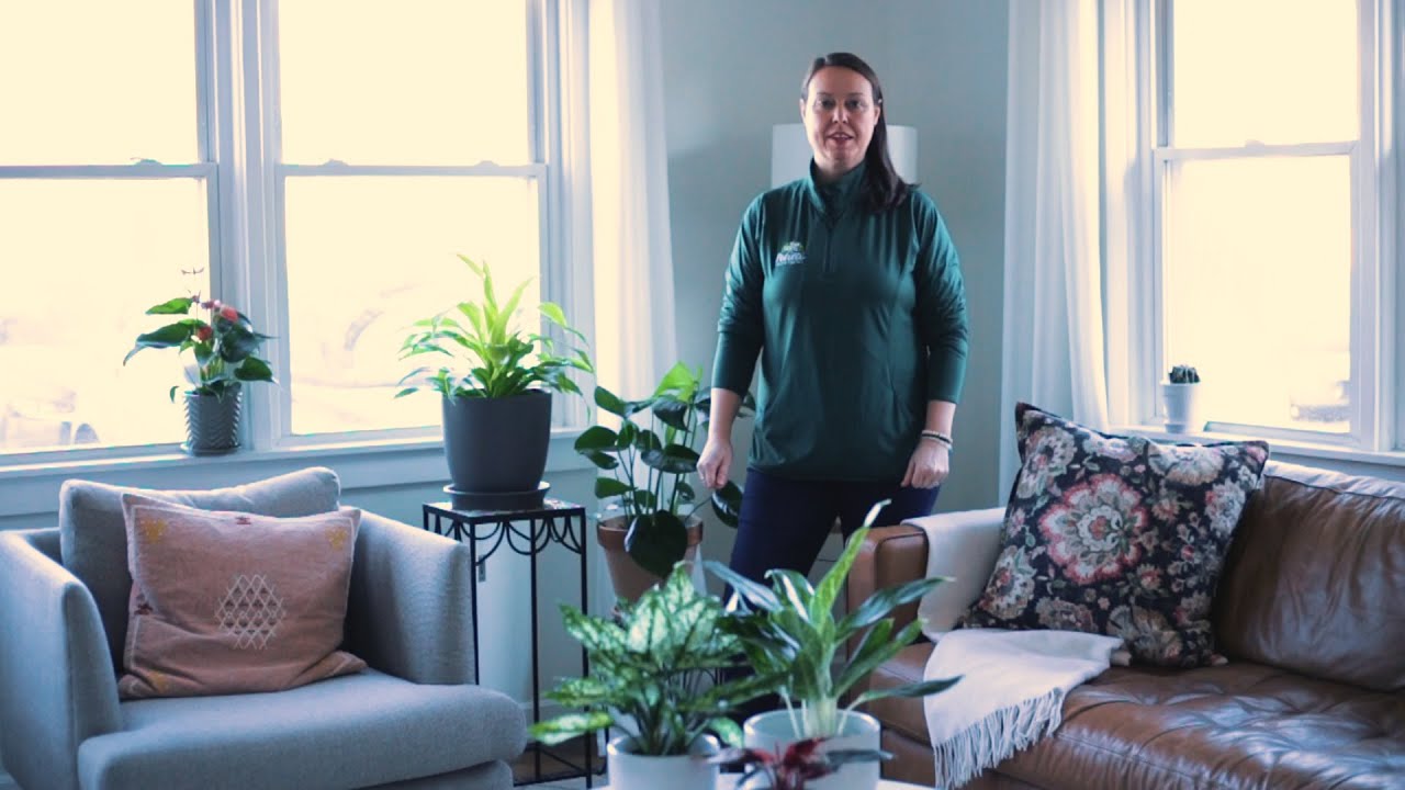PETITTI Houseplant Lighting Guide | Understanding the difference between Low, Medium & Bright Light