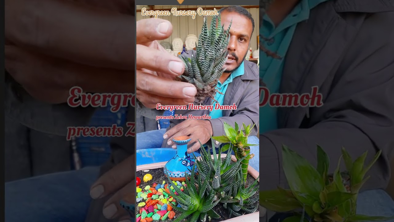 घर पर ही केसे तैयार करें, आसन तरीका सीखें Zebra succulent, star window, cushion aloe @evergreen_nursery_damoh
