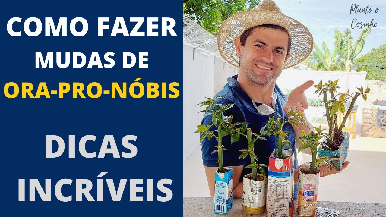 A MANEIRA CORRETA DE FAZER MUDAS DE ORA-PRO-NÓBIS. TESTAMOS NO RECICLÁVEL. SERÁ QUE DEU CERTO? Ep58
