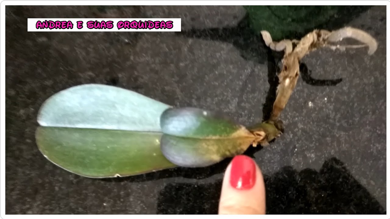Salvando orquídea sem raiz