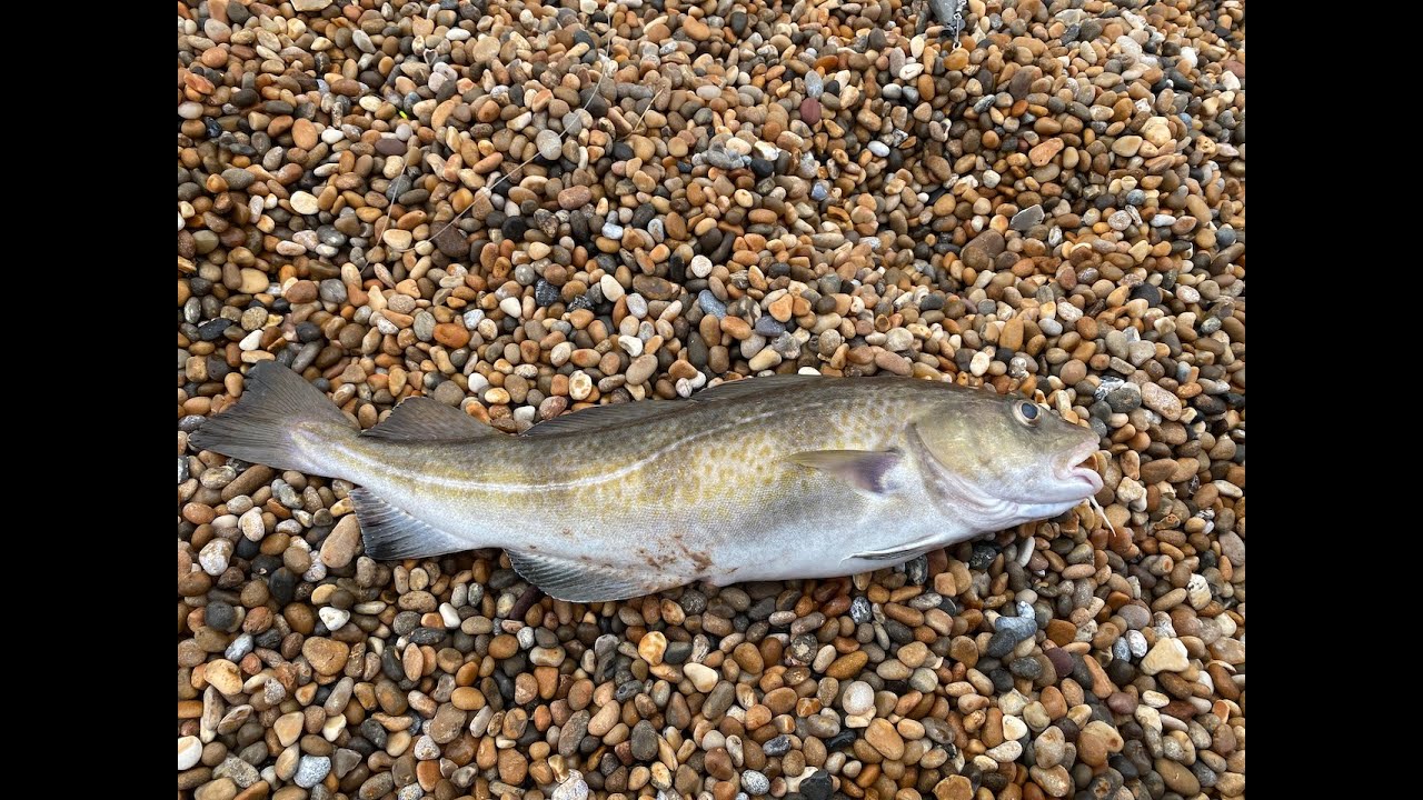 Fishing AT Abbotsbury on the Chesil beach - Cod ! Cod ! Cod ! (and other species !!)