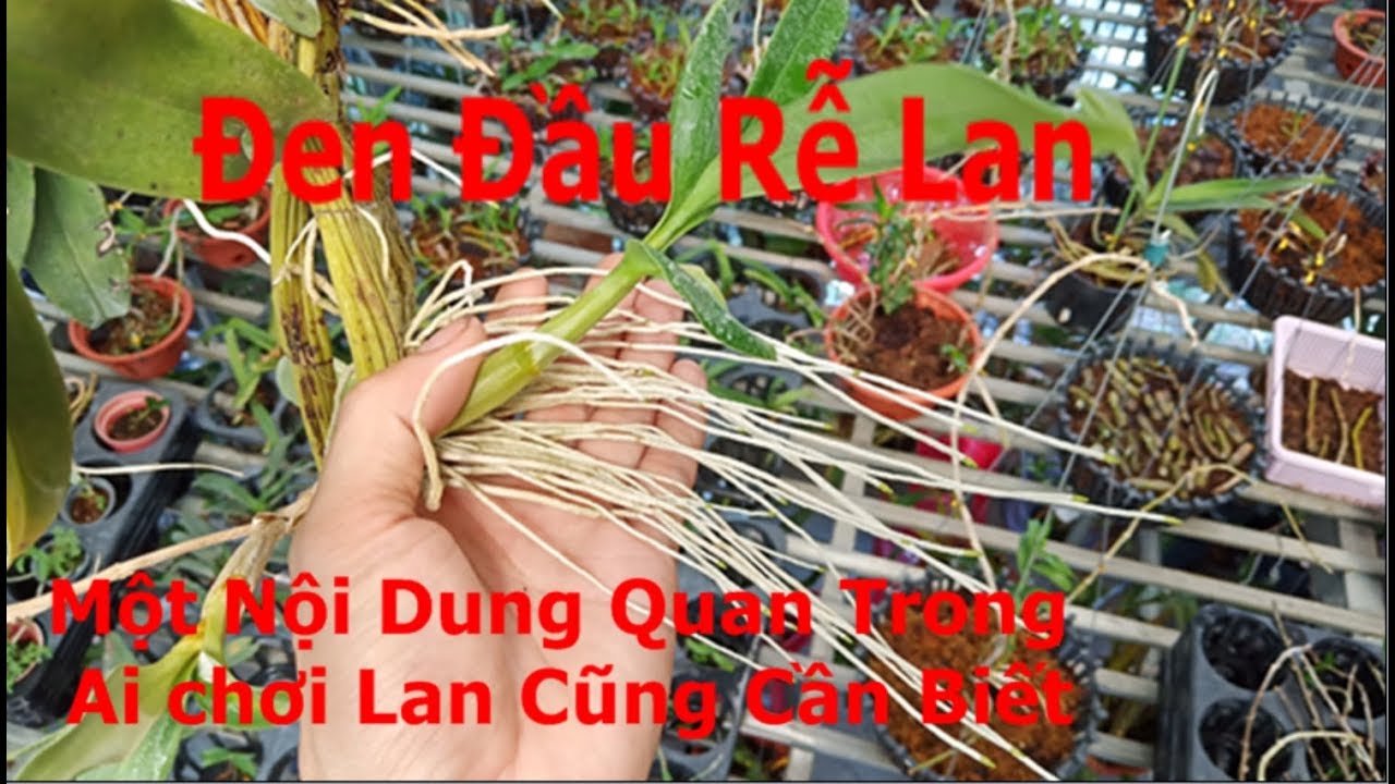Nguyên Nhân Rễ Lan Bị Đen - Hiểu Rõ Hơn Về Rễ