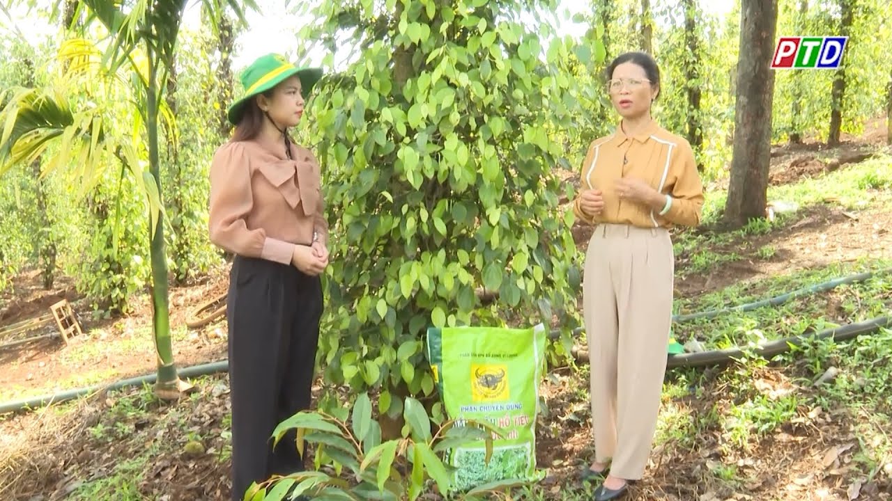 Bí kíp chăm sóc hồ tiêu đầu mùa mưa giúp cây khỏe, đạt năng suất cao