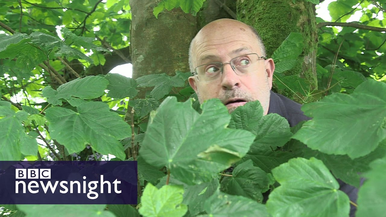 Can John Sweeney track down Andrea Leadsom? - BBC Newsnight