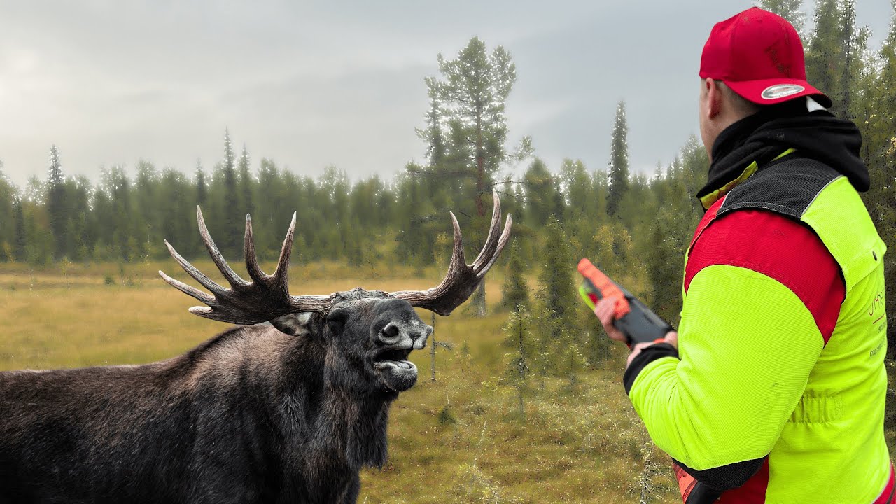 Elch und B&auml;r Dr&uuml;ckjagd im Lappland| Drohne zeigt unfassbare Szenen| Schweden