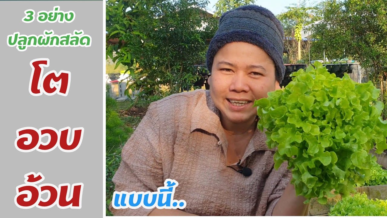 3 ข้อปลูกผักสลัดให้ ก่อใหญ่ อวบ อ้วน #หมูอ้วนชวนทำเกษตร