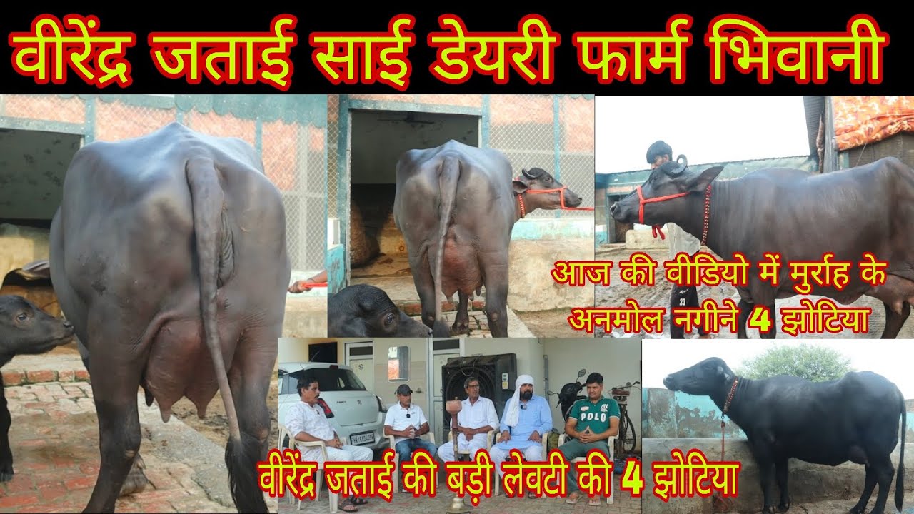 वीरेंद्र जताई साई डेयरी फार्म भिवानी आज की वीडियो में मुर्रा अनमोल नगीने 4 झोटिया बड़ी लेवटी की 