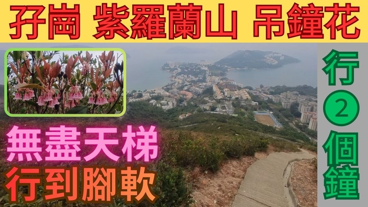 【地獄行山】無盡天梯｜孖崗紫羅蘭｜行到你死｜Kill 標高柱｜秘景｜詳細路況