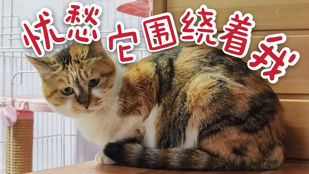 小貓咪脾氣暴躁：“怎麼了？我長得漂亮就是可以為所欲為！”【珠珠與貓】