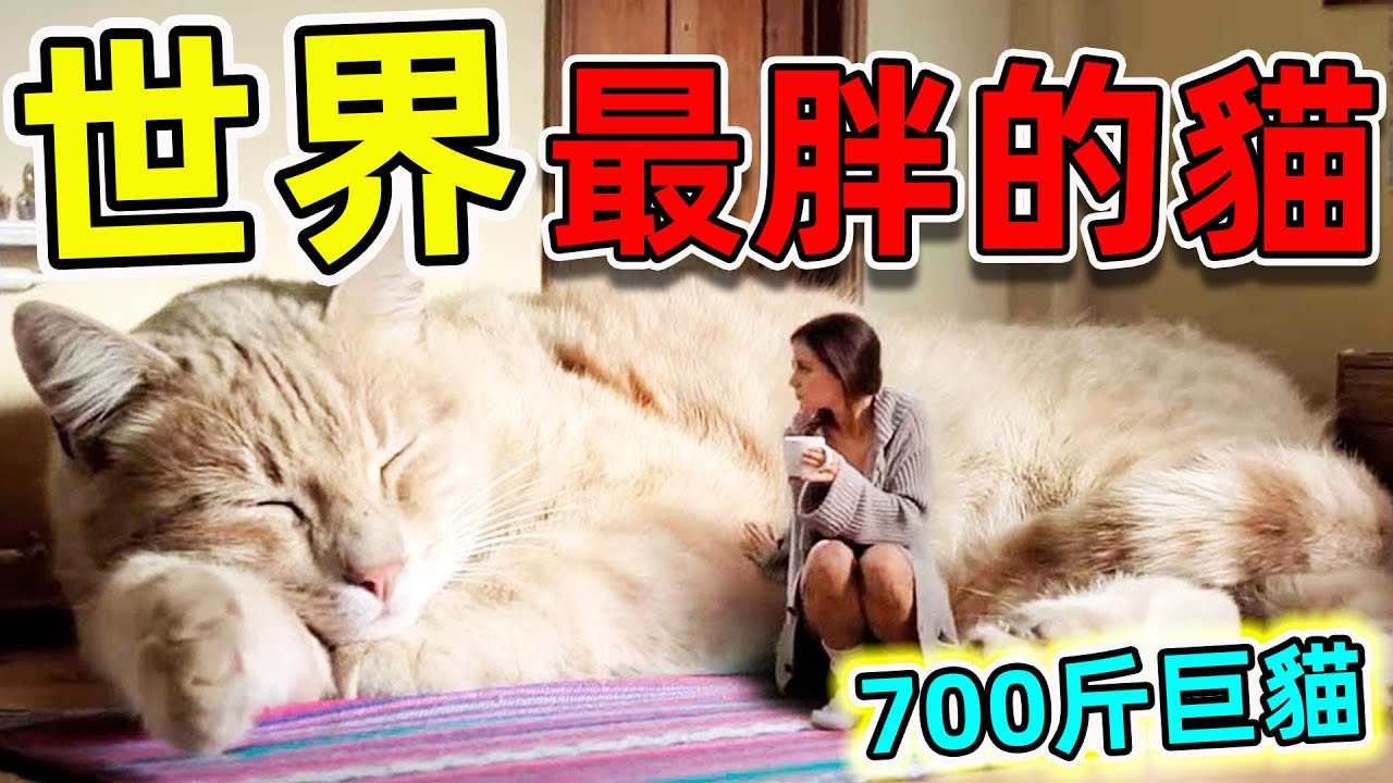 全世界最胖的10只貓，第一名體重超過700斤，一天能吃50斤貓糧。|#最胖的貓 #腦洞大開 #出類拔萃 #世界之最 #top10