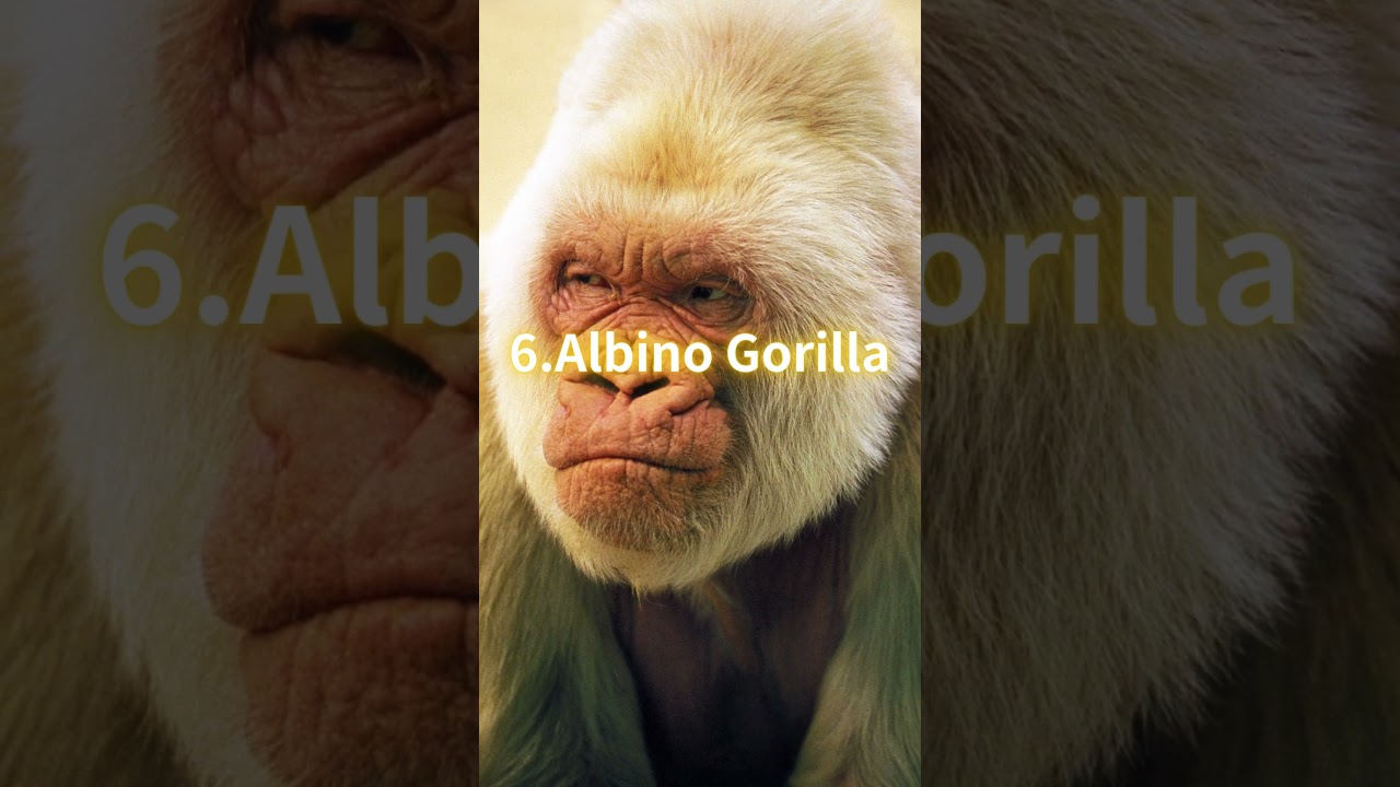 10 Rarest Albino Animals In The World  #animalfacts #shorts
