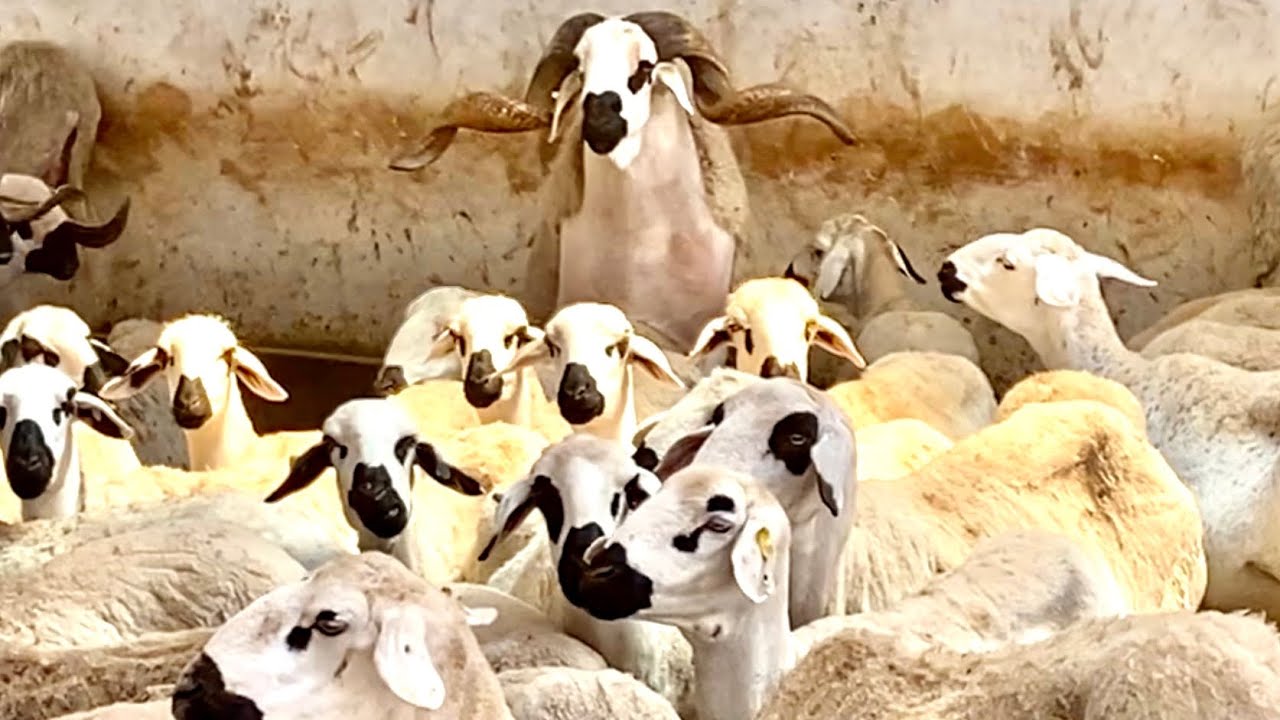 فيديو🎬يوثق عملية تزاوج سلالة الصردي🐏من داخل ضيعة فريد المزابي🏆النعجة الحرة vs الفحل الأصيل❤️روعة