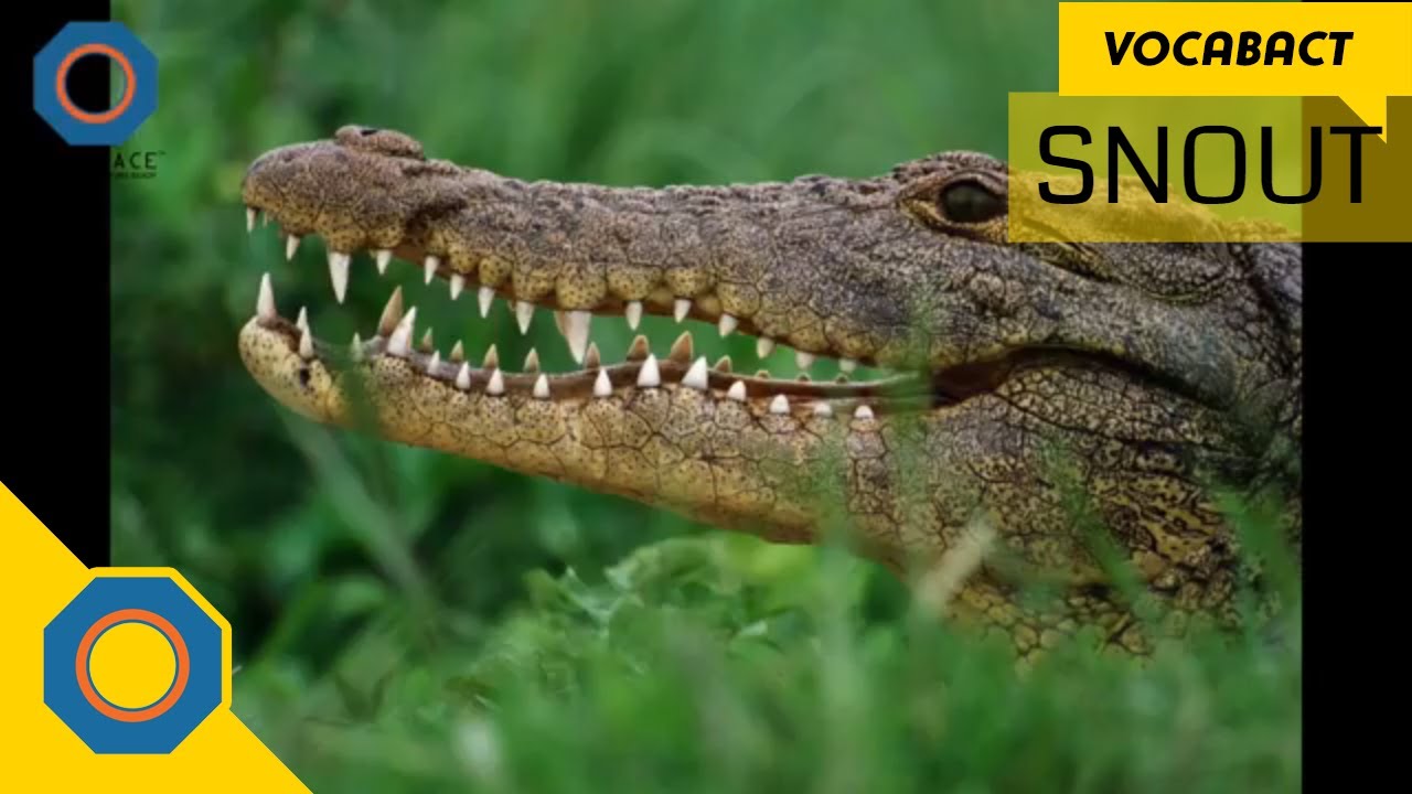 Snout Meaning | VocabAct | NutSpace