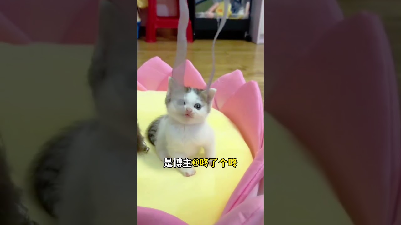 😽盘点全网最火猫meme原型，你知道几个❓  #貓咪 #cat #猫meme #猫meme小剧场 #猫咪冷知识 #萌宠 #萌寵