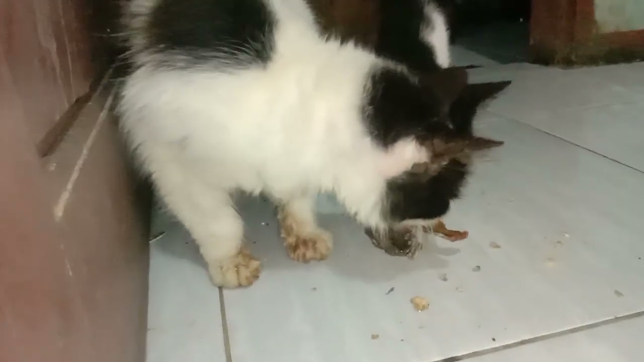 Makan malam kucing belang
