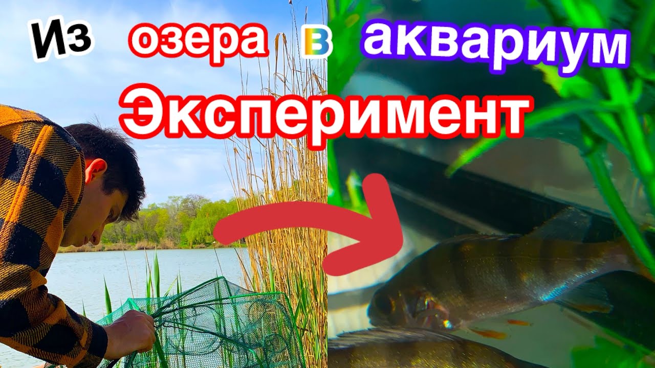 Эксперимент. Переселяю рыбок из озера в аквариум. Ловушка на рыбу. Окунь в аквариуме