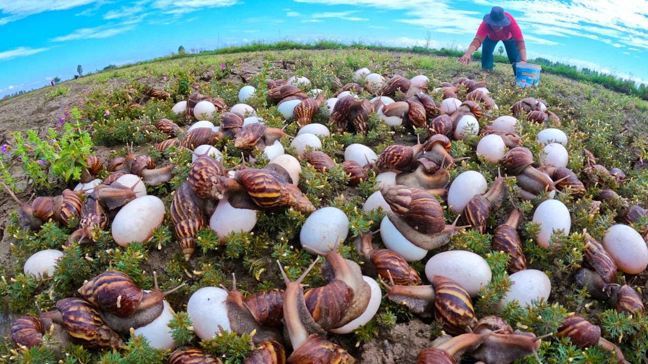 Amazing Snail Harvest: Collecting Giant Snails & Giant Eggs by Hand