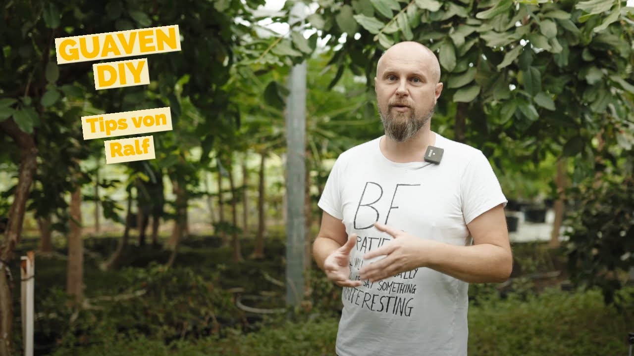 GUAVEN - DIY für den Anbau in Deutschland / Guavenfrüchte in unterschiedlichen Sorten!