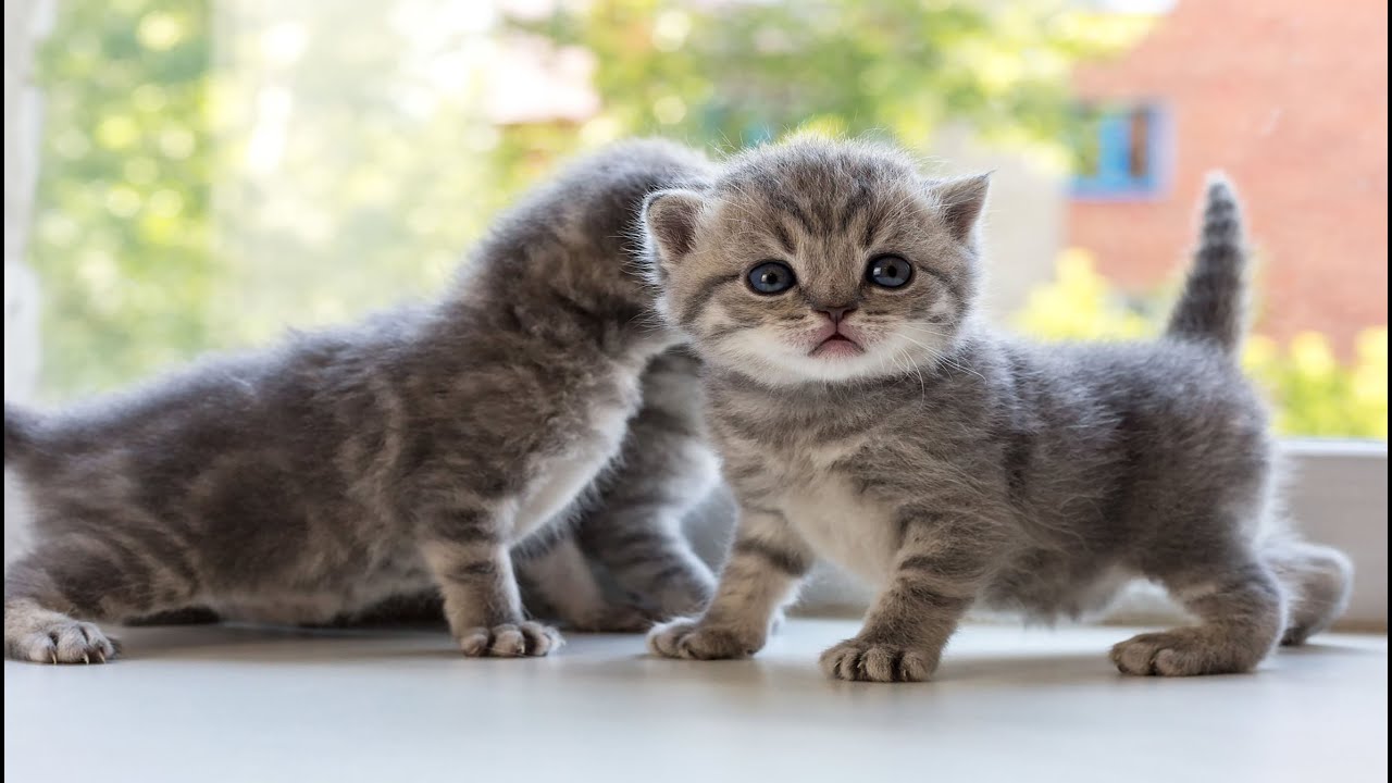 Kittens Having the Best Day Ever with Puppies, Rabbits, Calves & Tiny Mice – Adorable Moments!