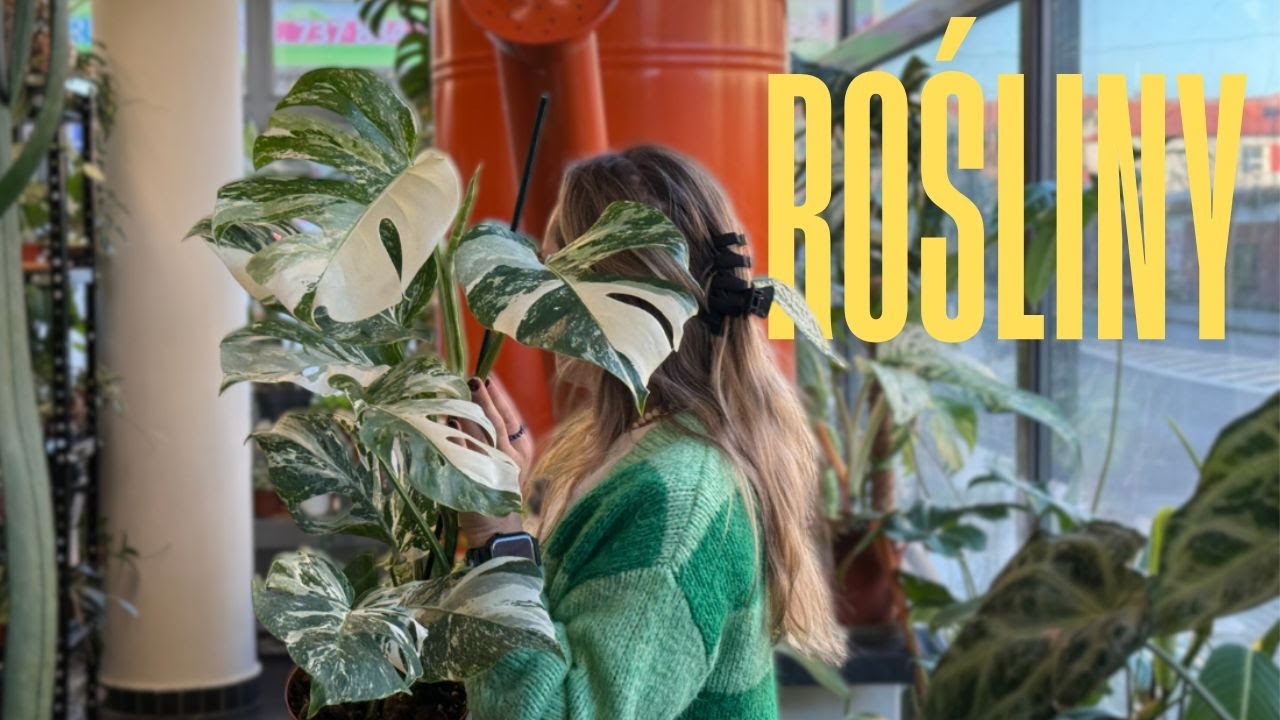 Dla fanów monster 🥹 Monstera Deliciosa Variegata, Monstera Deliciosa Mint, i HIT Alpinia 🔥Dostawa