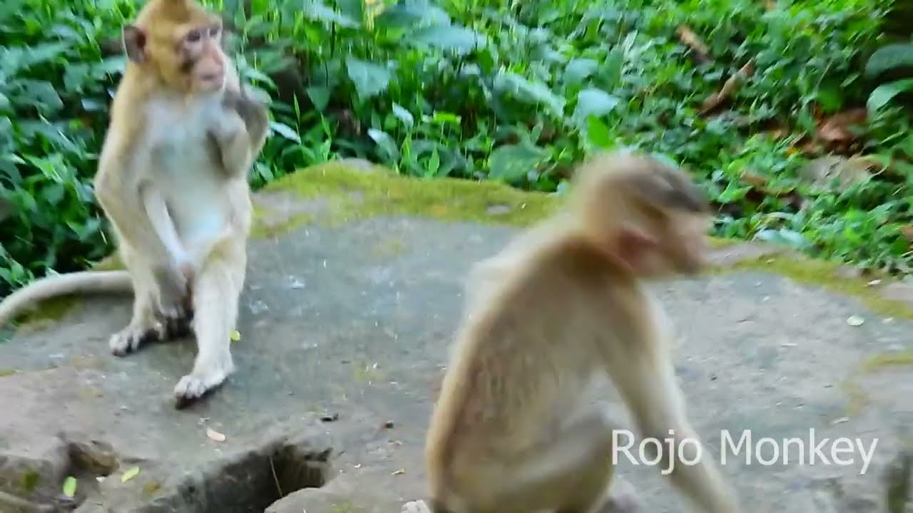 Rojo, a rogue monkey, chases other monkeys to compete with them.