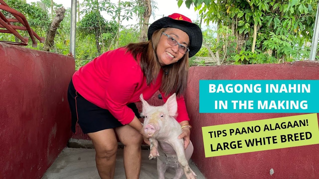 BINIGYAN KAMI NG BAGONG INAHING LARGE WHITE | TIPS PAANO ALAGAAN