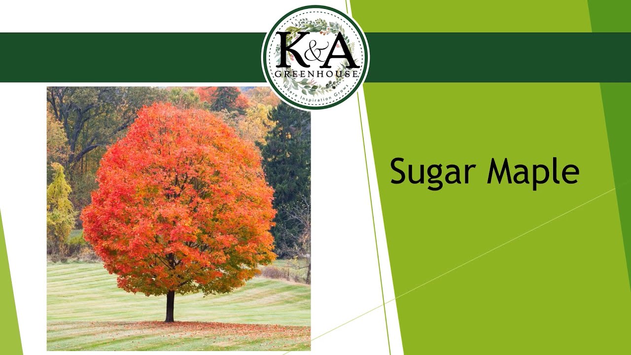 Native WI Trees & Shrubs