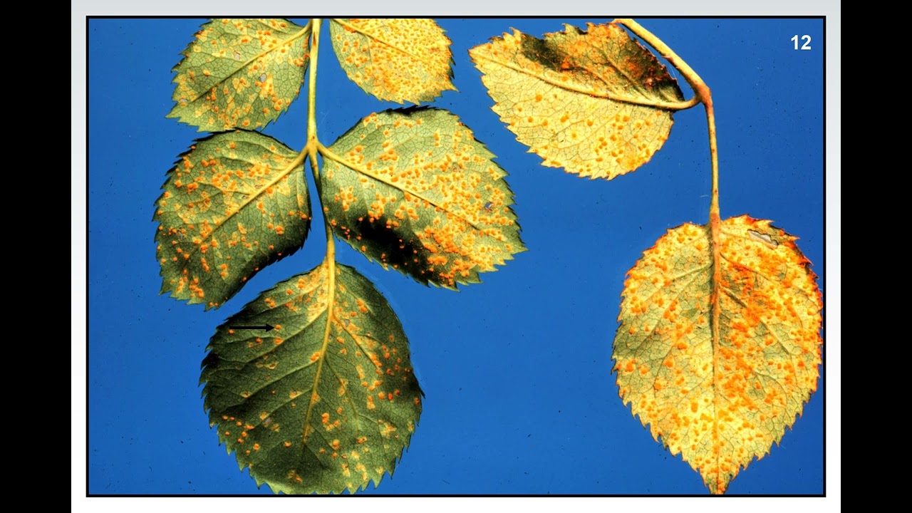Fundamentals of Plant Diseases - Slide 12 - FUNGI:  RUSTS