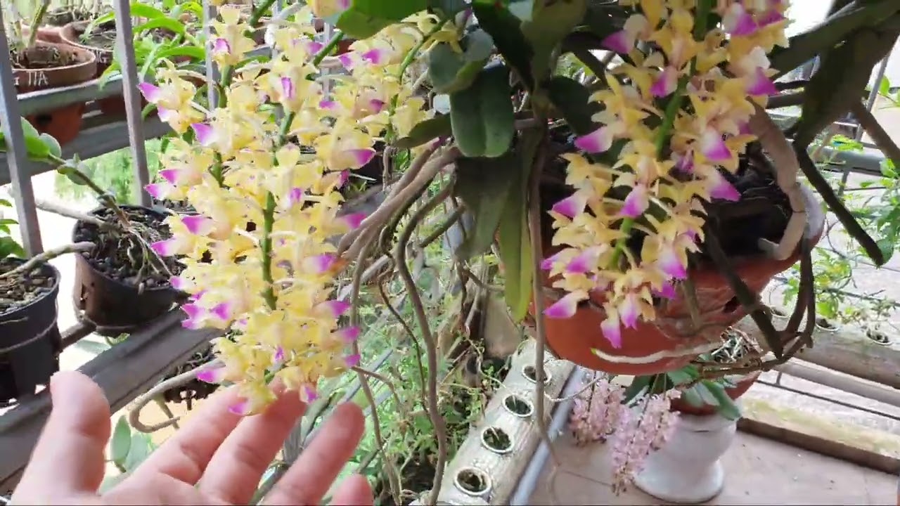 nhạn tháng 4 và tháng 8,cách phân biệt hoàng nhạn và bạch nhạn, phong lan rừng pv
