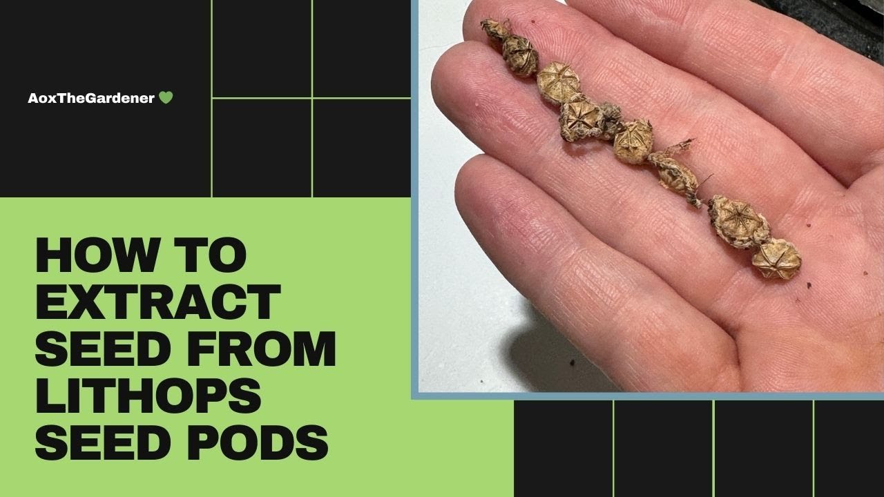 How to Extract Seed from Lithops Seed Pods - Aoxthegardener 💚