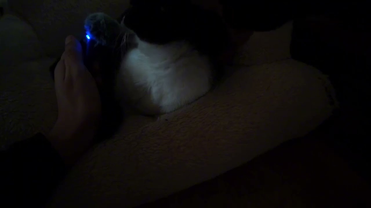 Vrai ronronnement de chat pure détente 
