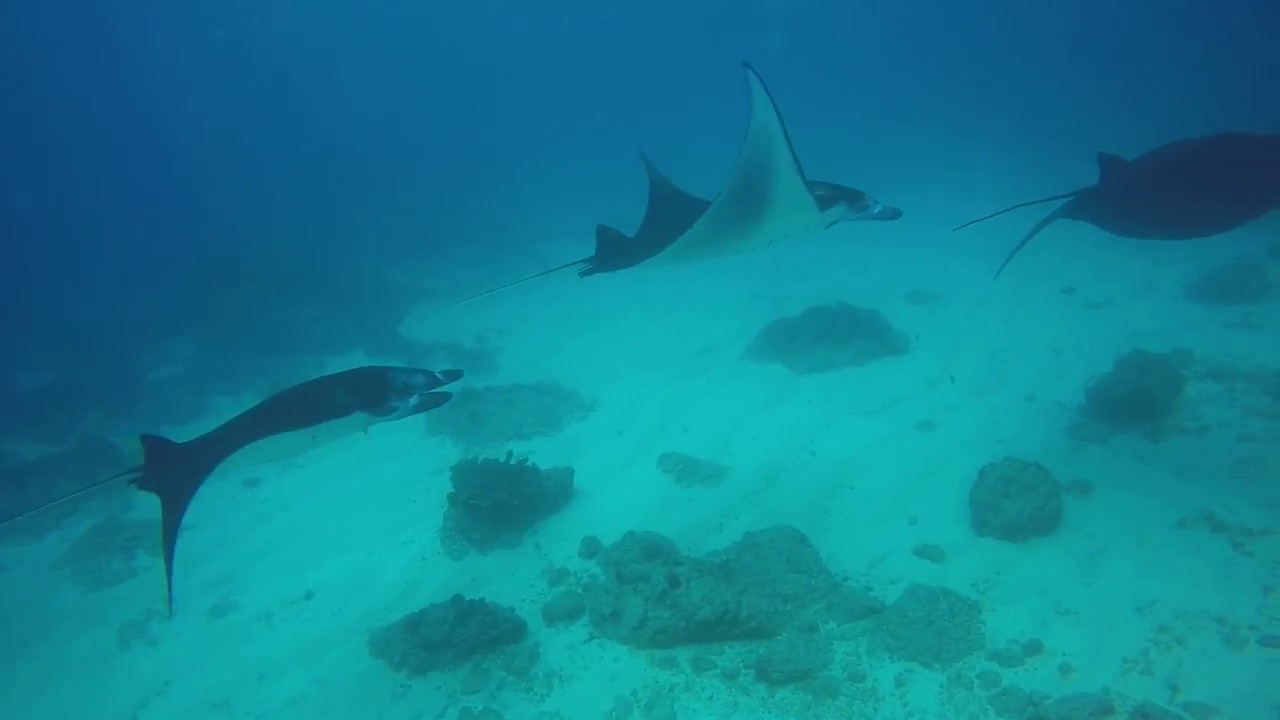 Diving Lembongan Spectacular Manta Train Scuba Center Asia.