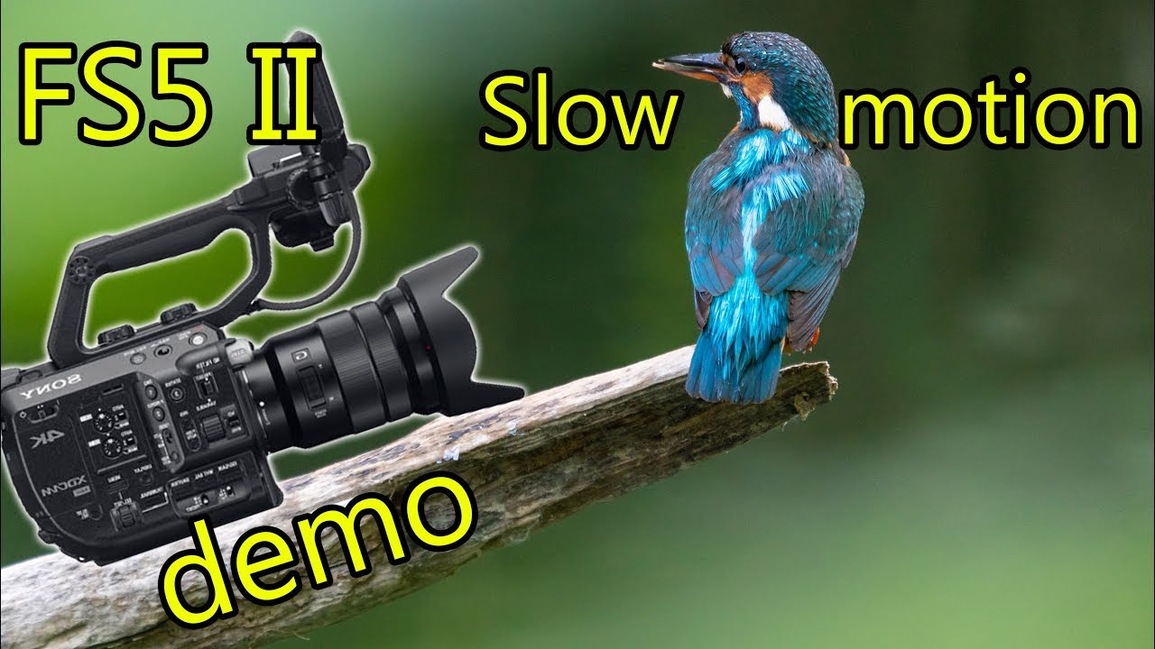 SONY FS5 II - 🎥 Kurze Slow Motion Demo 240p | Eisvogel