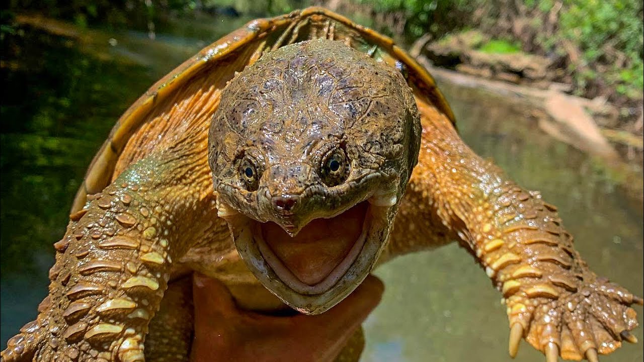 FHF: Herping turtles of the upper Flint river: musk turtles, softshells and snapping turtles!!