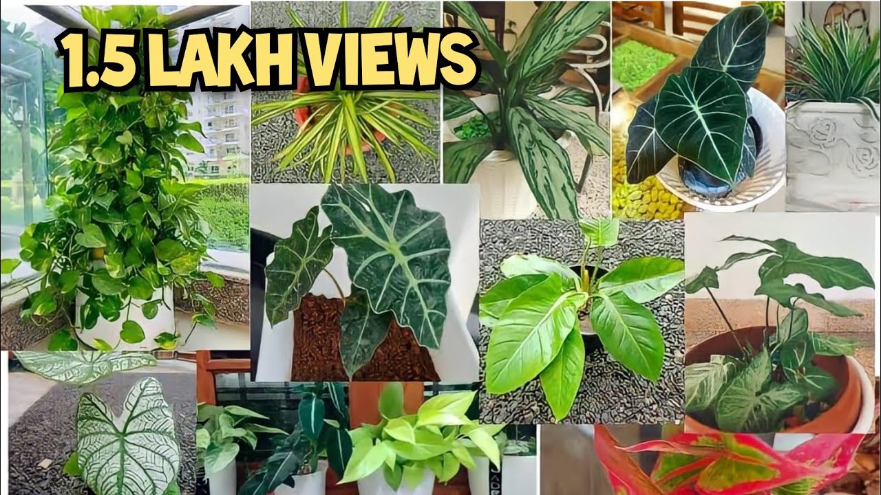 Garden Tour Malayalam | Varieties of Plants | Subina Nishad |