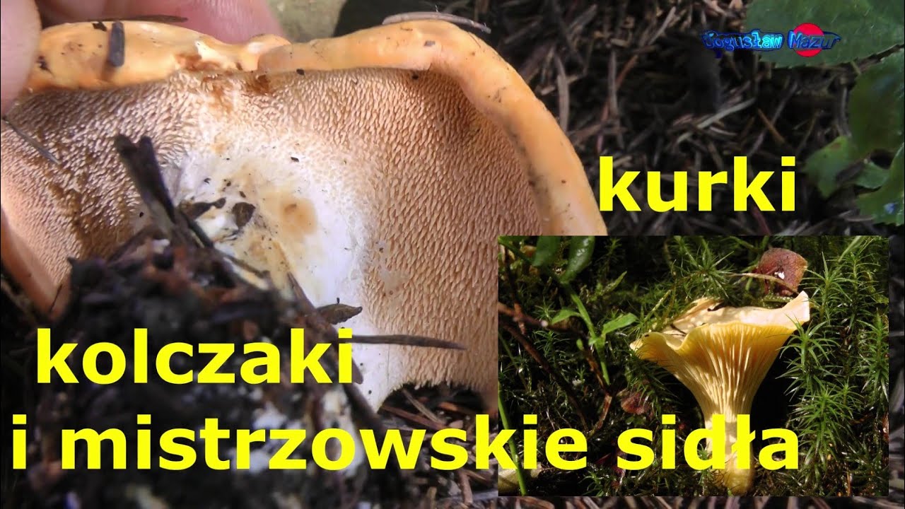 kurki kolczaki i mistrzowskie sidła