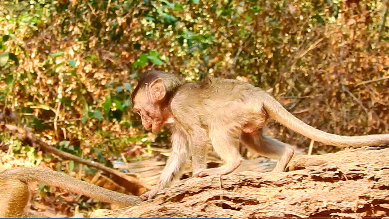 Yeah! Baby Monkey Alba Following Baby Tobai COming Down From Tree