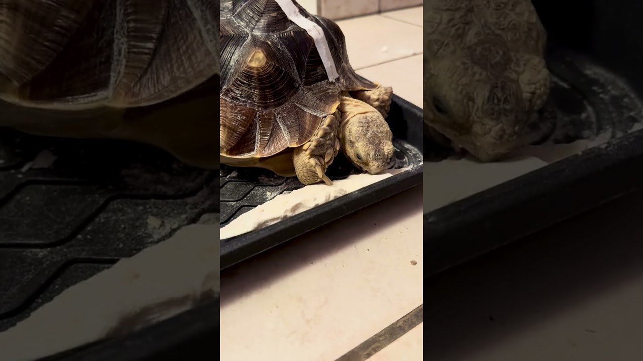 Lil Lily cuttlebone fest 🐢 TurtleZen