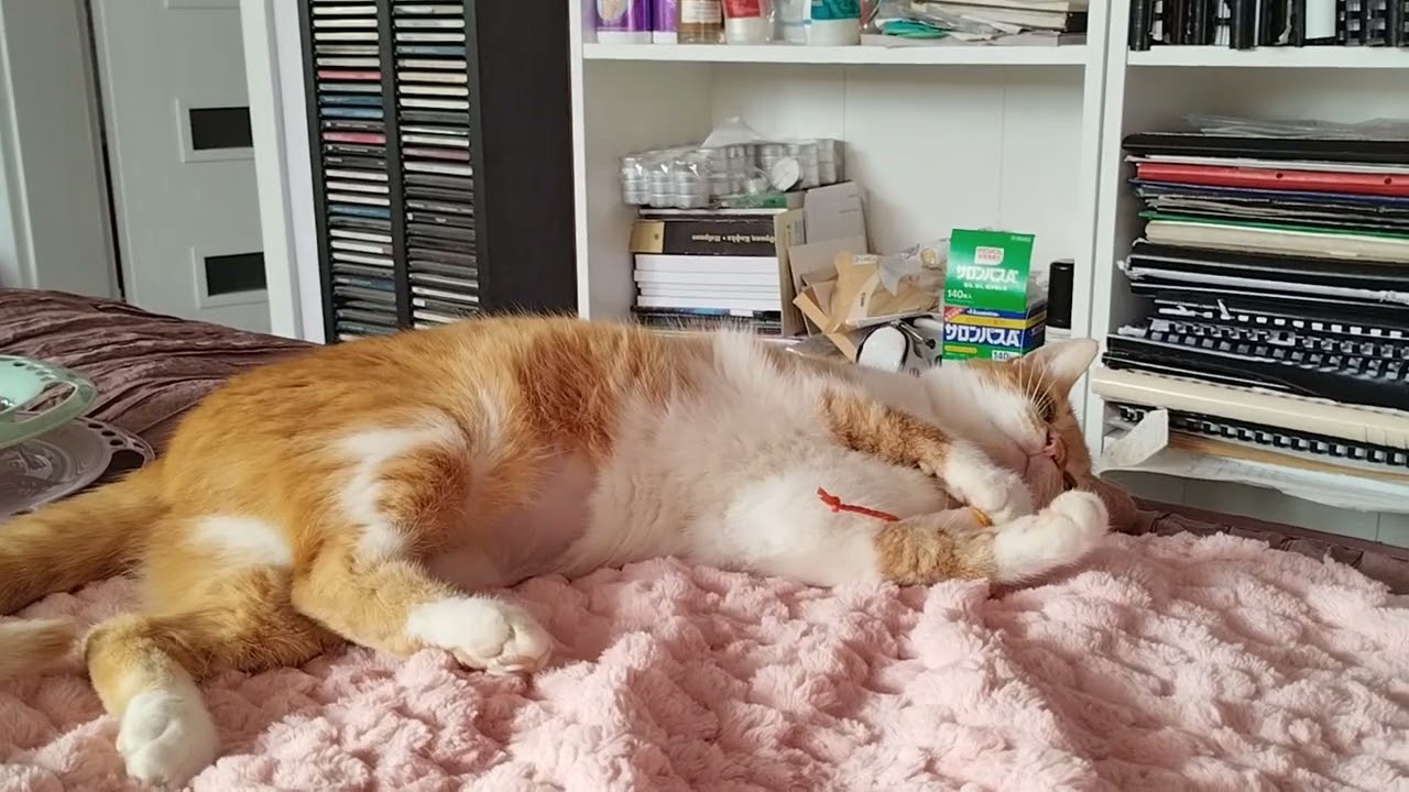 our cat Russy ❤️🍀🙏