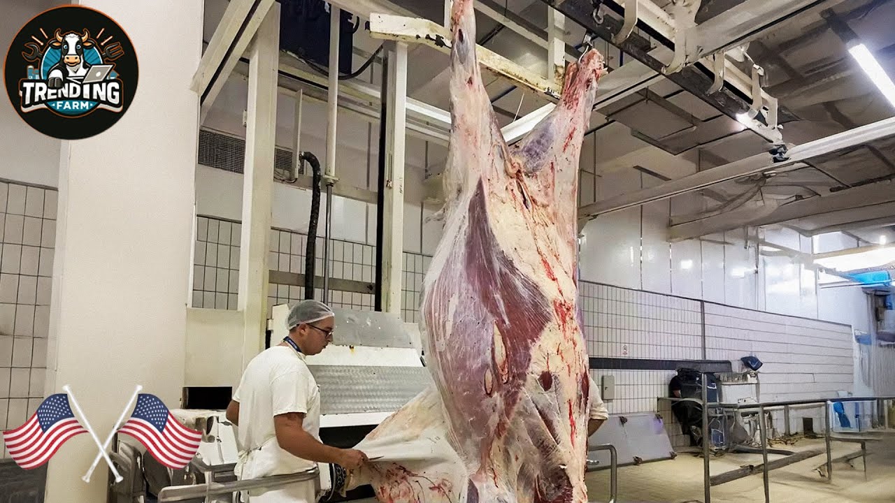 How American Ranchers Raise And Processing 30,1 Million Beef Cattle - Processing Factory