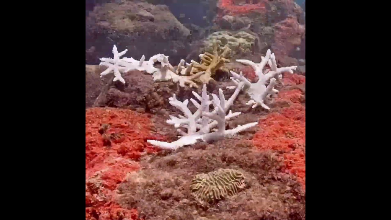 Coral City Camera | Pierwszy na świecie poklatkowy film pokazujący bielenie koralowc&oacute;w in situ | 5.1.23-12.12.23